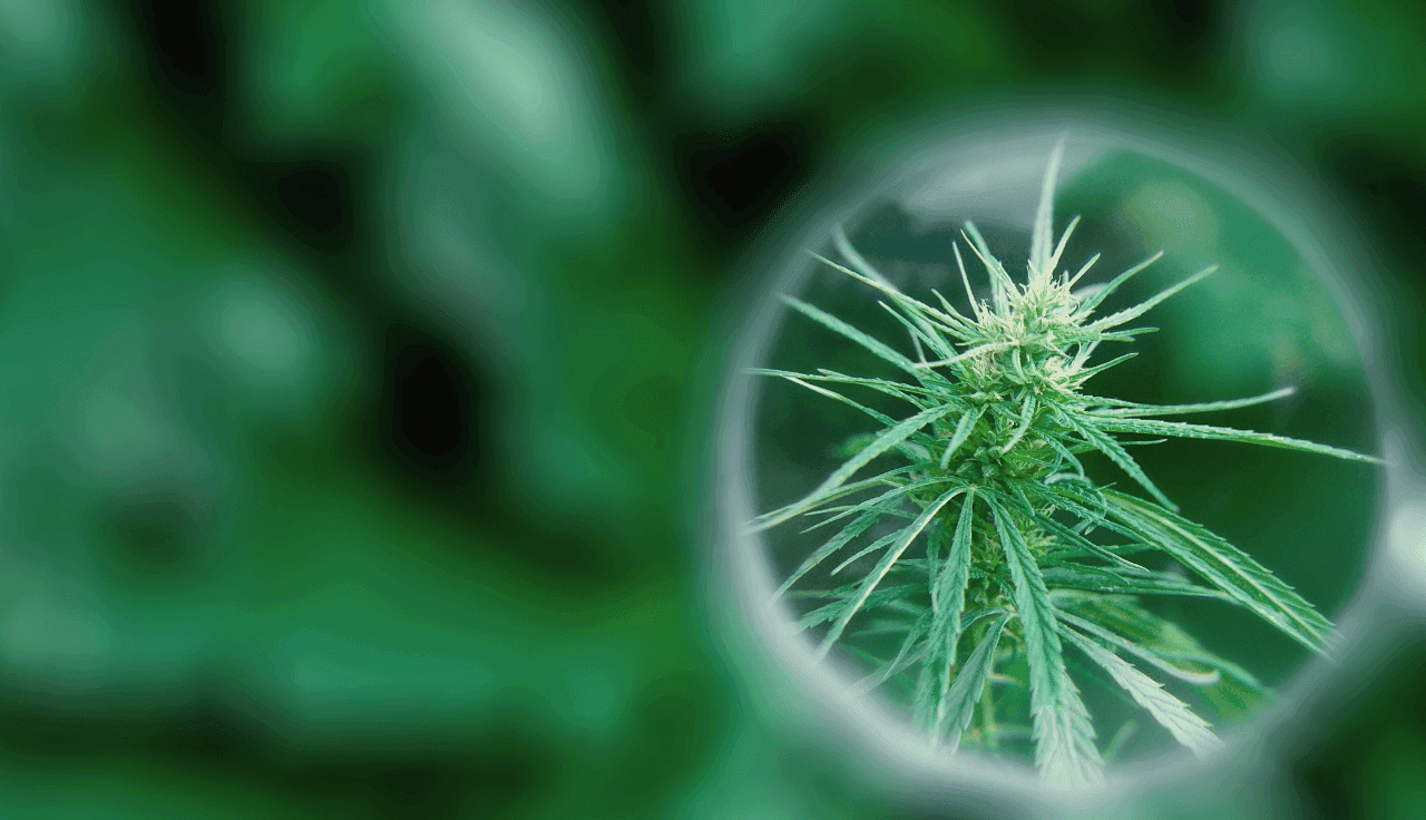 grüne Cannabis Pflanze rangezoomt