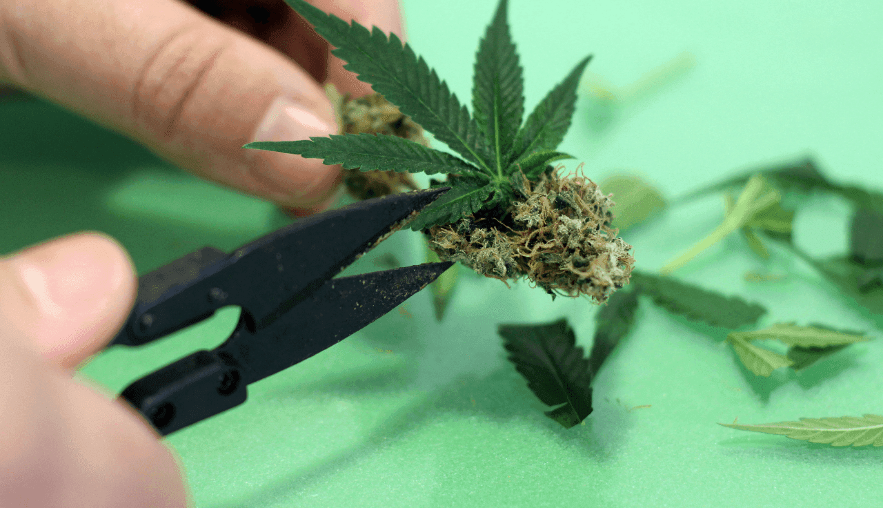 grüne Cannabis Pflanze wir von Händen beschnitten