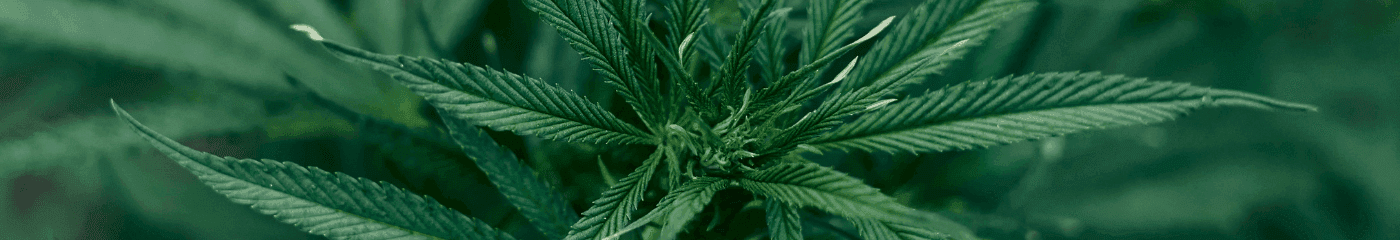 grüne Cannabis Pflanze 