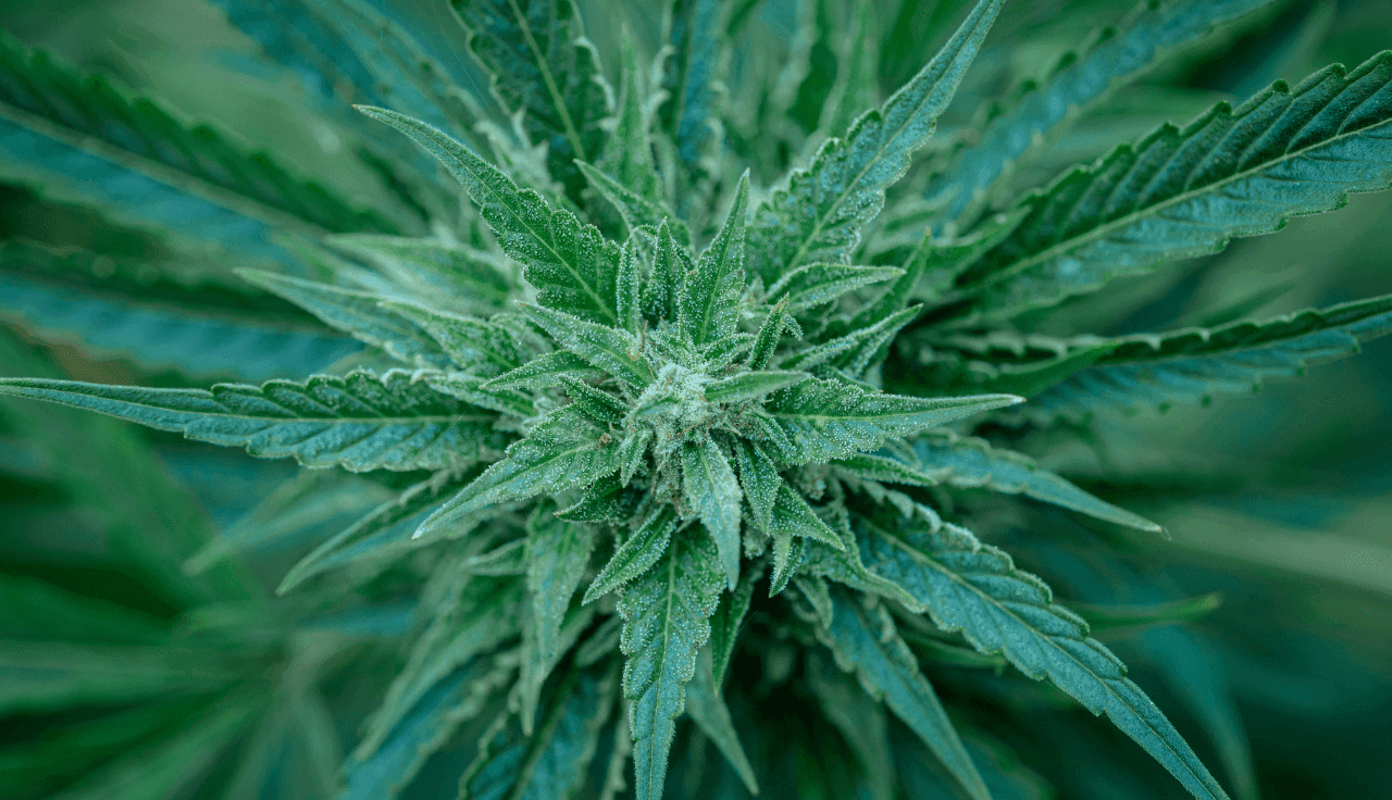 grüne Cannabis Pflanze