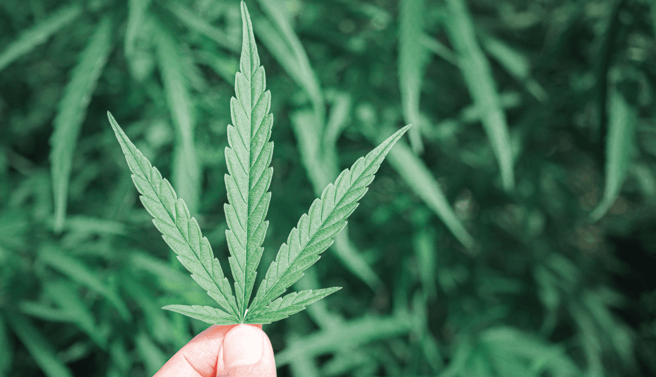 Hand hält Cannabis Blatt